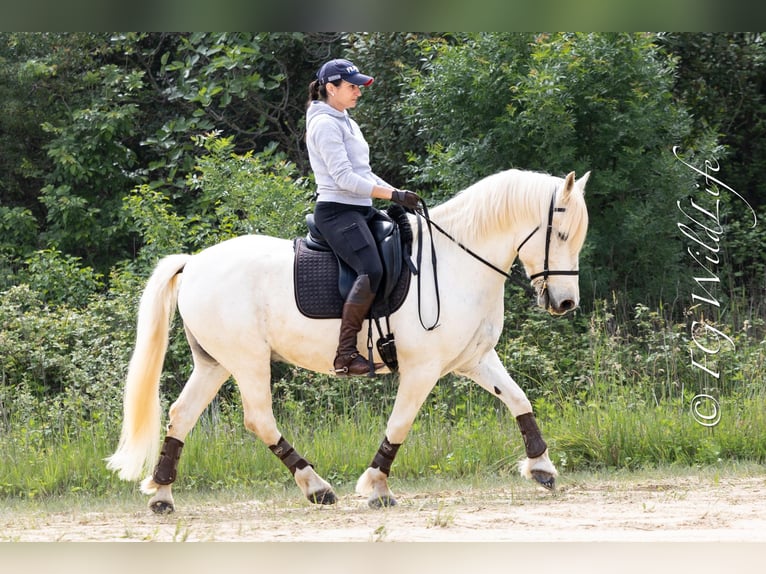 Camargue Wallach 14 Jahre 148 cm Schimmel in Istres