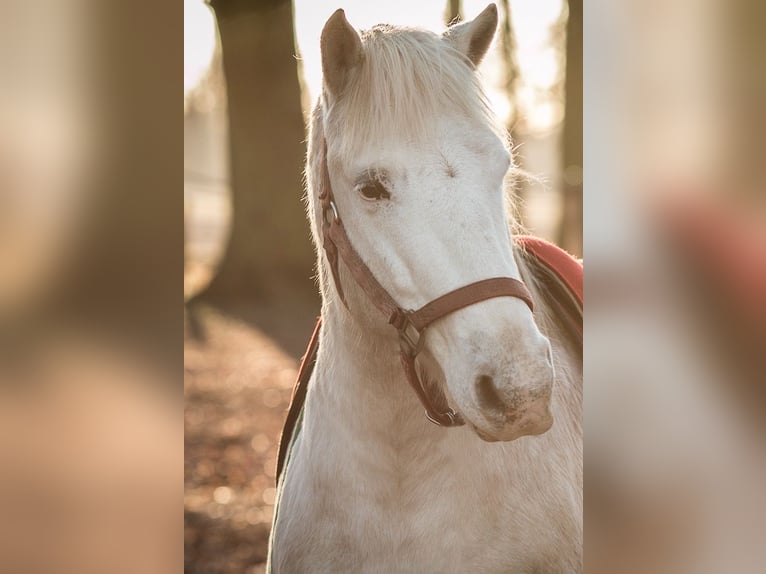 Camargue Wallach 18 Jahre 147 cm Schimmel in Altlandsberg