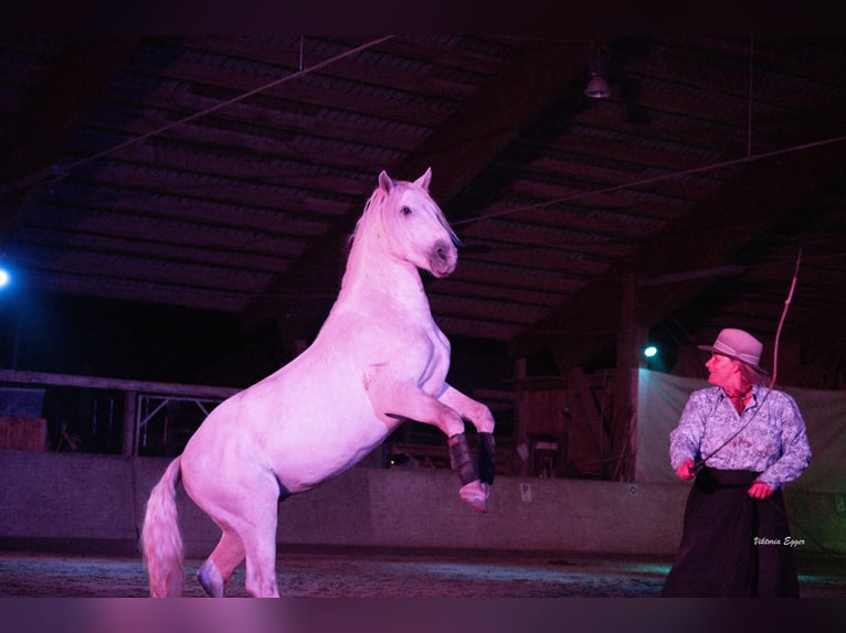 Camargue Wallach 2 Jahre 147 cm Schimmel in Scheffau am Wilden Kaiser