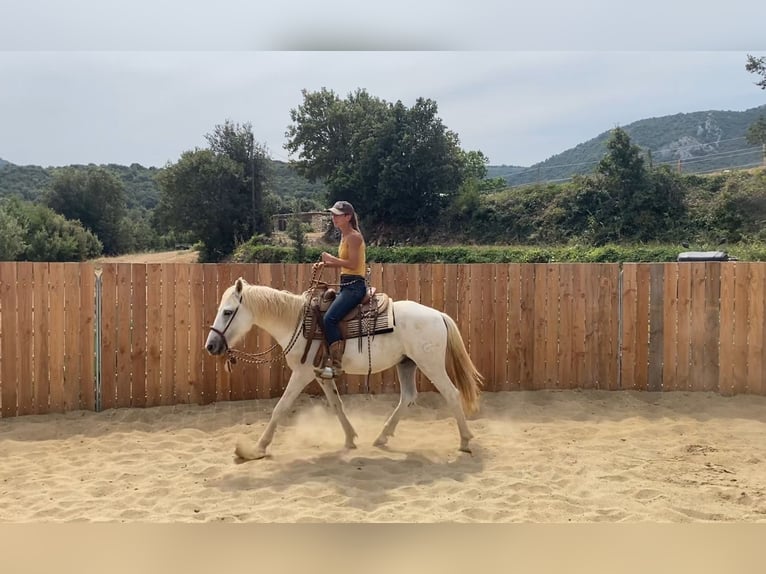 Camargue Wallach 3 Jahre 143 cm in Velbert