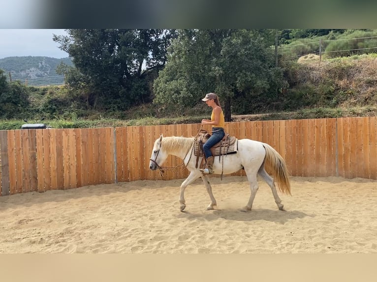 Camargue Wallach 3 Jahre 143 cm in Velbert