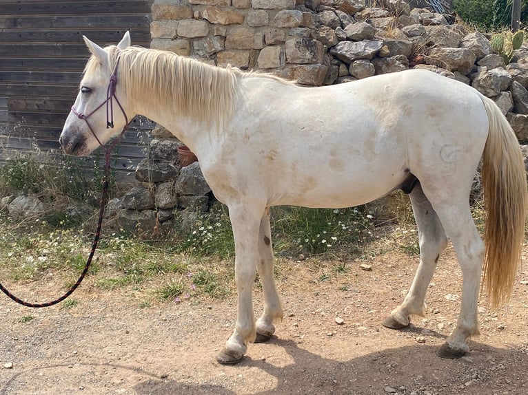 Camargue Wallach 3 Jahre 143 cm in Velbert