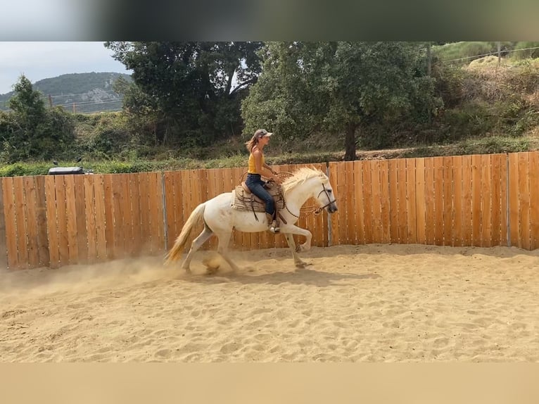 Camargue Wallach 3 Jahre 143 cm in Velbert