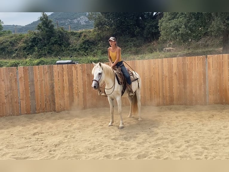 Camargue Wallach 3 Jahre 143 cm in Velbert