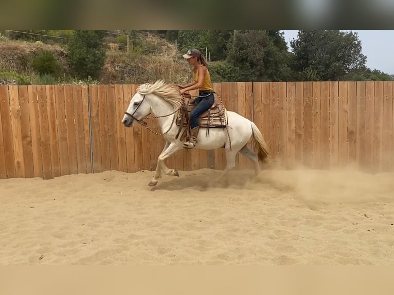 Camargue Wallach 3 Jahre 143 cm in Velbert