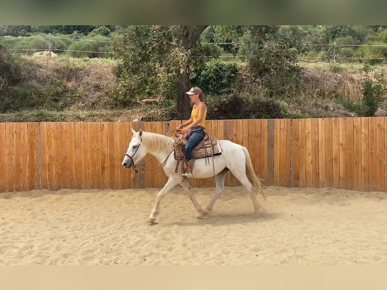 Camargue Wallach 3 Jahre 143 cm in Velbert