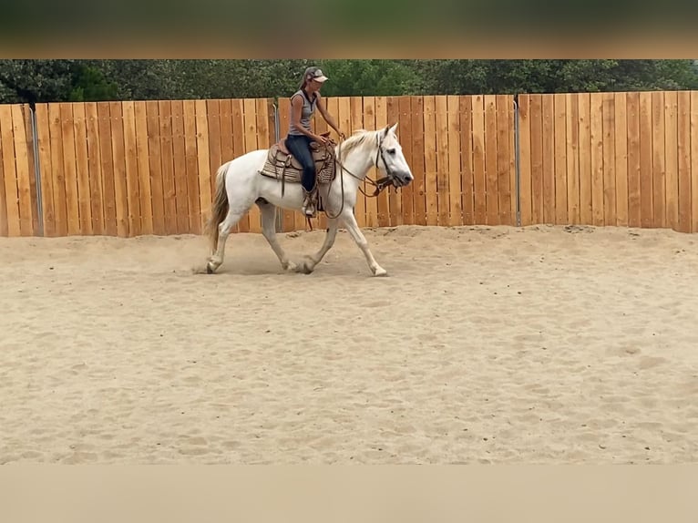 Camargue Wallach 3 Jahre 143 cm Schimmel in Zerf