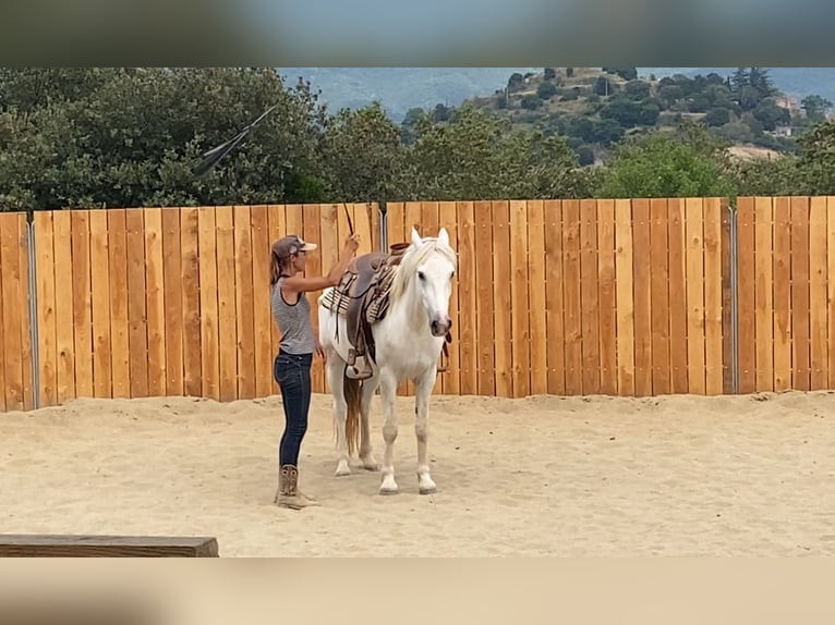 Camargue Wallach 3 Jahre 143 cm Schimmel in Zerf