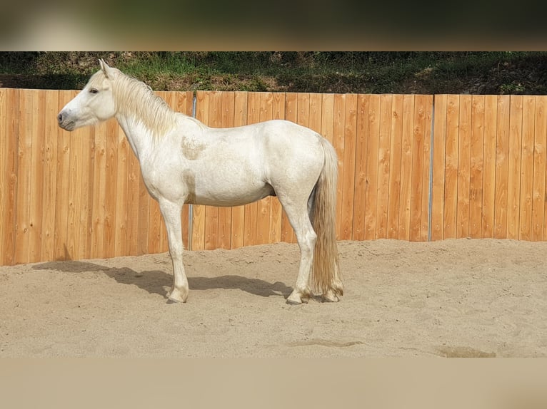 Camargue Wallach 3 Jahre 143 cm Schimmel in Zerf