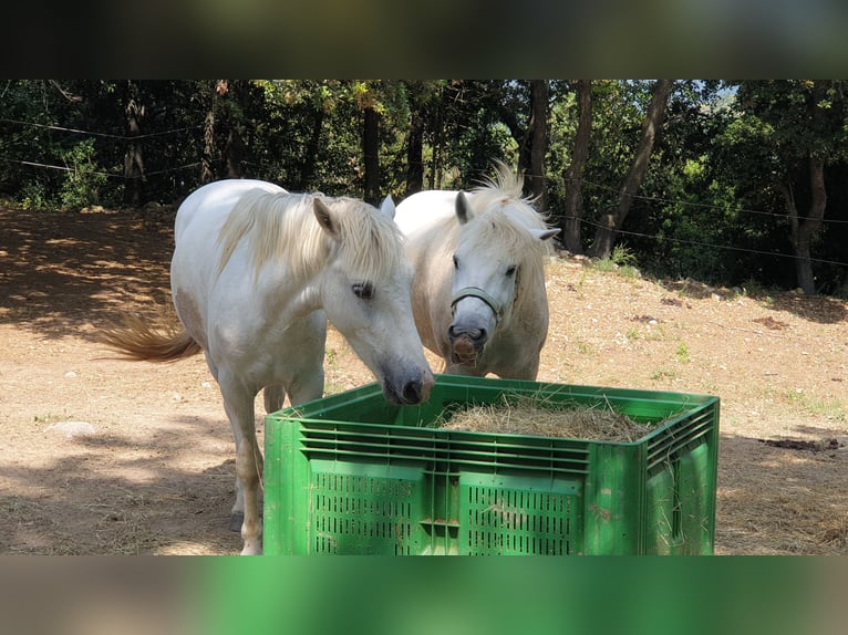 Camargue Wallach 3 Jahre 143 cm Schimmel in Zerf