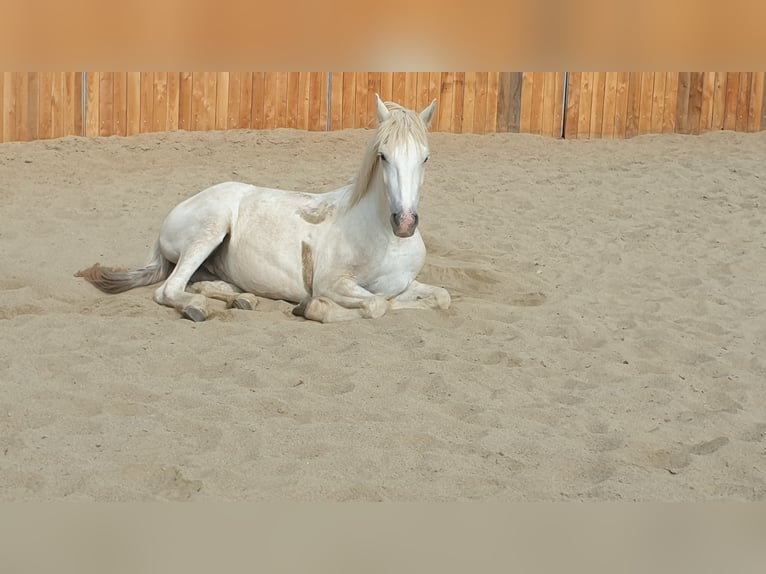 Camargue Wallach 3 Jahre 143 cm Schimmel in Zerf