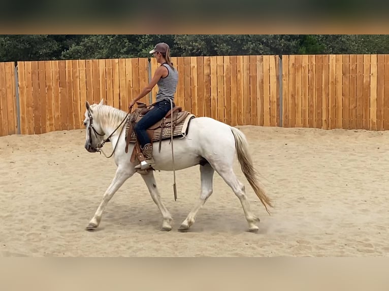Camargue Wallach 3 Jahre 143 cm Schimmel in Zerf