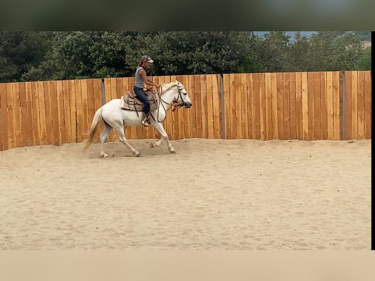Camargue Wallach 3 Jahre 143 cm Schimmel in Zerf