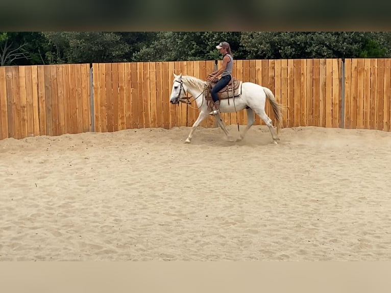 Camargue Wallach 3 Jahre 143 cm Schimmel in Zerf