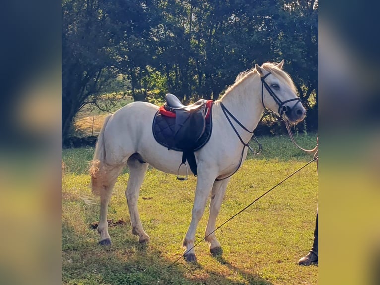 Camargue Wallach 3 Jahre 145 cm Schimmel in Saint-Jean-sur-Reyssouze