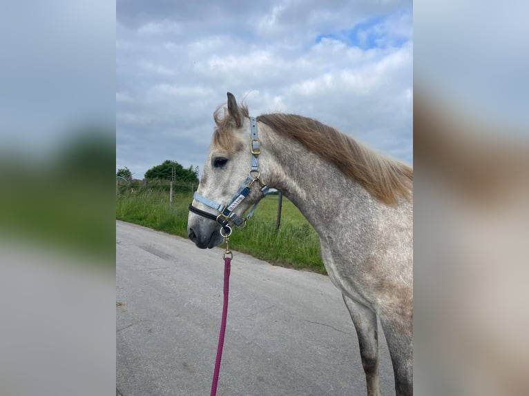 Camargue Wallach 3 Jahre 150 cm Schimmel in Ratingen