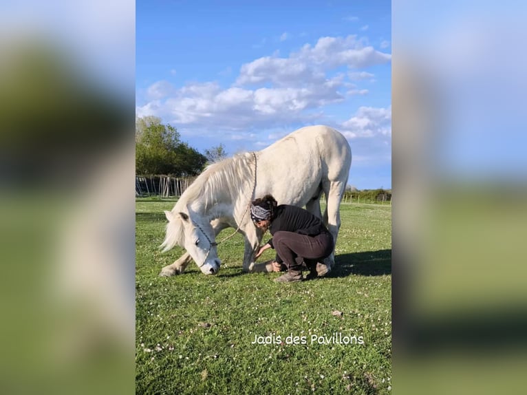 Camargue Wallach 6 Jahre 146 cm Schimmel in BEAUVOISIN