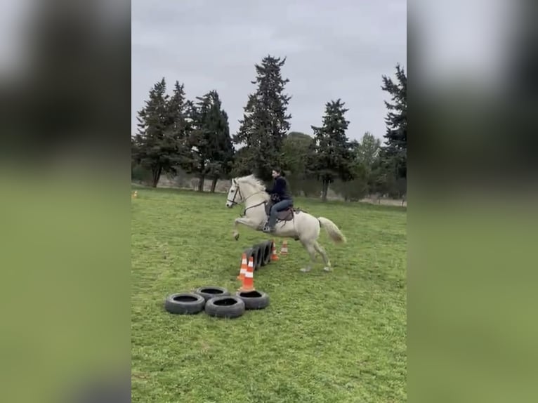 Camargue Wallach 6 Jahre 146 cm Schimmel in BEAUVOISIN