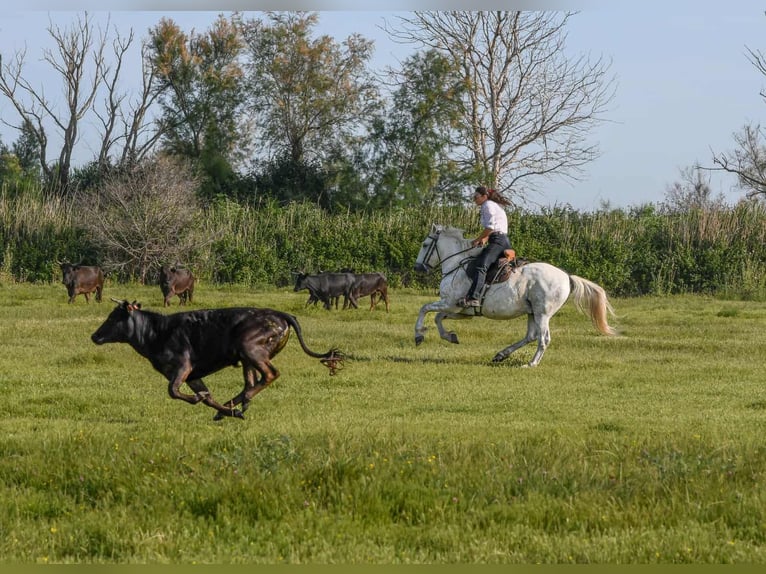 Camargue Wallach 6 Jahre 146 cm Schimmel in BEAUVOISIN