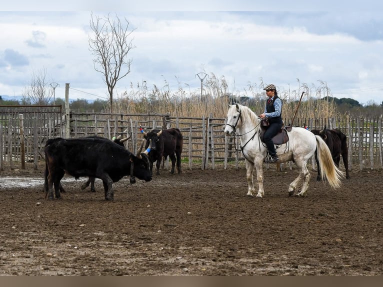 Camargue Wallach 6 Jahre 146 cm Schimmel in BEAUVOISIN