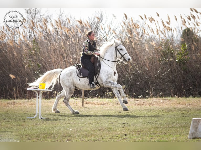 Camargue Wallach 6 Jahre 146 cm Schimmel in BEAUVOISIN