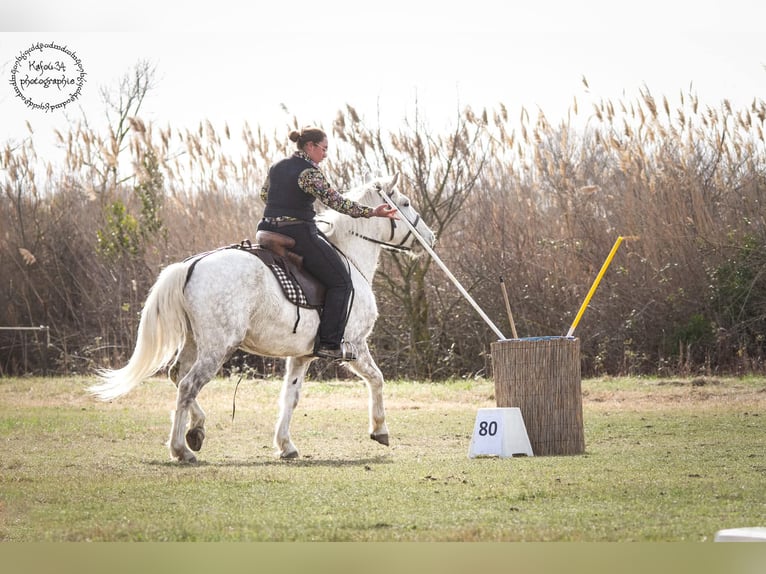 Camargue Wallach 6 Jahre 146 cm Schimmel in BEAUVOISIN