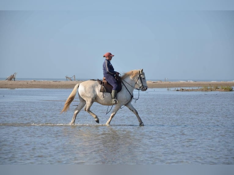 Camargue Wallach 6 Jahre 146 cm Schimmel in BEAUVOISIN