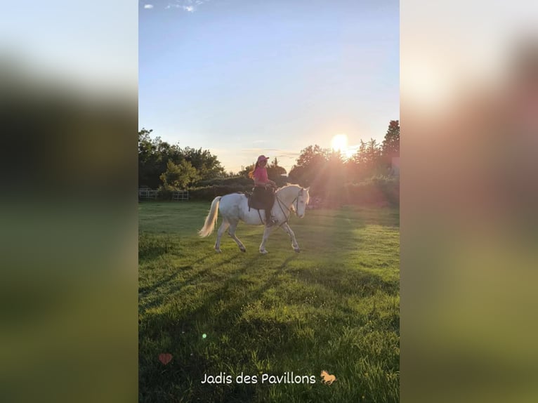Camargue Wallach 6 Jahre 146 cm Schimmel in BEAUVOISIN