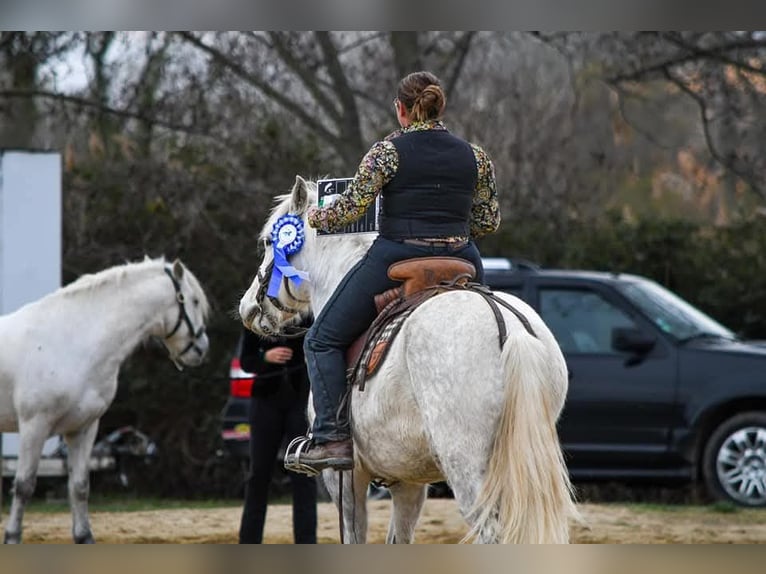 Camargue Wallach 6 Jahre 146 cm Schimmel in BEAUVOISIN