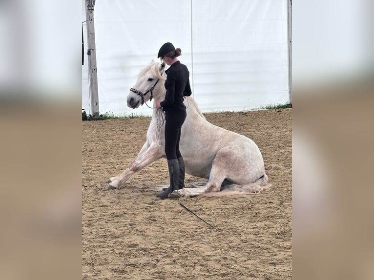 Camargue Wallach 6 Jahre 152 cm Schimmel in Châtelat