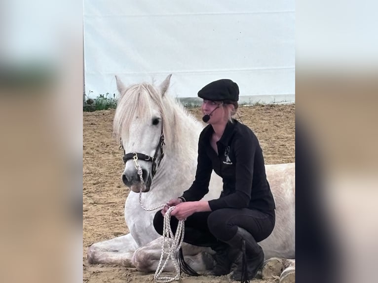 Camargue Wallach 6 Jahre 152 cm Schimmel in Châtelat