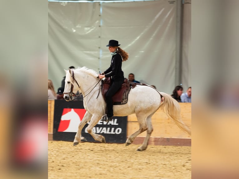 Camargue Wallach 6 Jahre 152 cm Schimmel in Châtelat