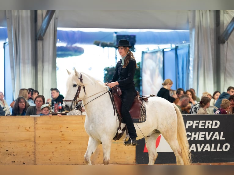 Camargue Wallach 6 Jahre 152 cm Schimmel in Châtelat