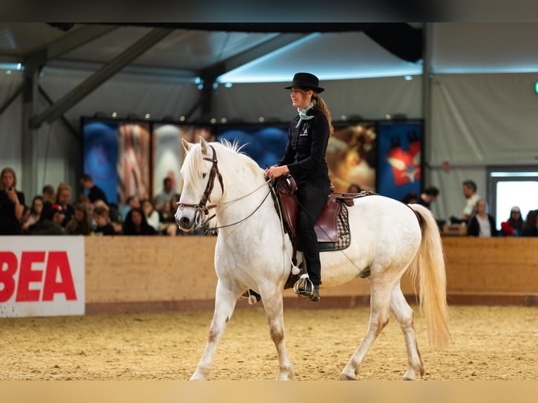 Camargue Wallach 6 Jahre 152 cm Schimmel in Châtelat