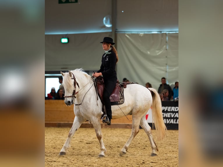 Camargue Wallach 6 Jahre 152 cm Schimmel in Châtelat
