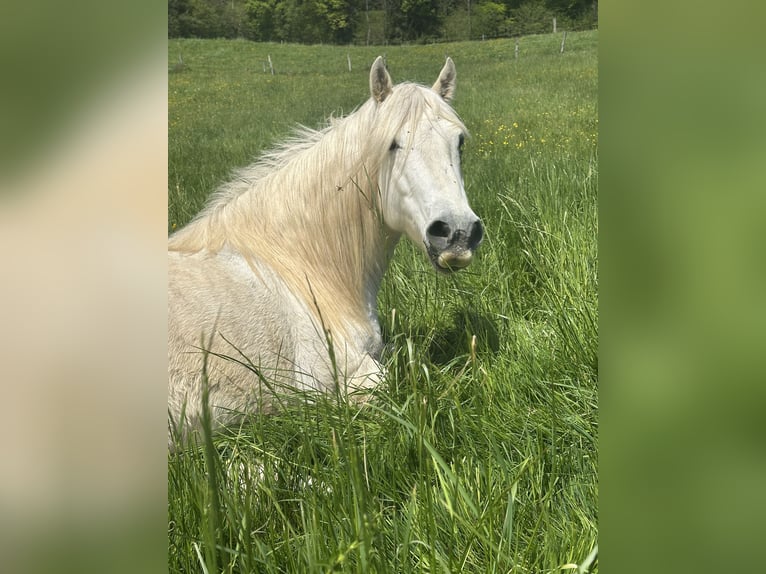 Camargue Wallach 6 Jahre 152 cm Schimmel in Châtelat