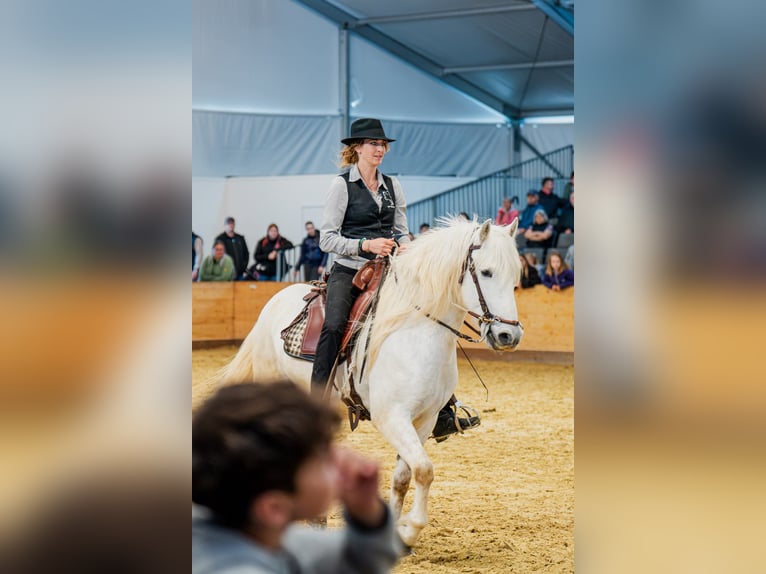 Camargue Wallach 6 Jahre 152 cm Schimmel in Châtelat