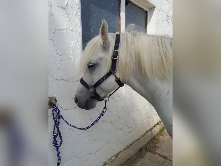 Camargue Wallach 8 Jahre 143 cm Schimmel in Ober-Mörlen