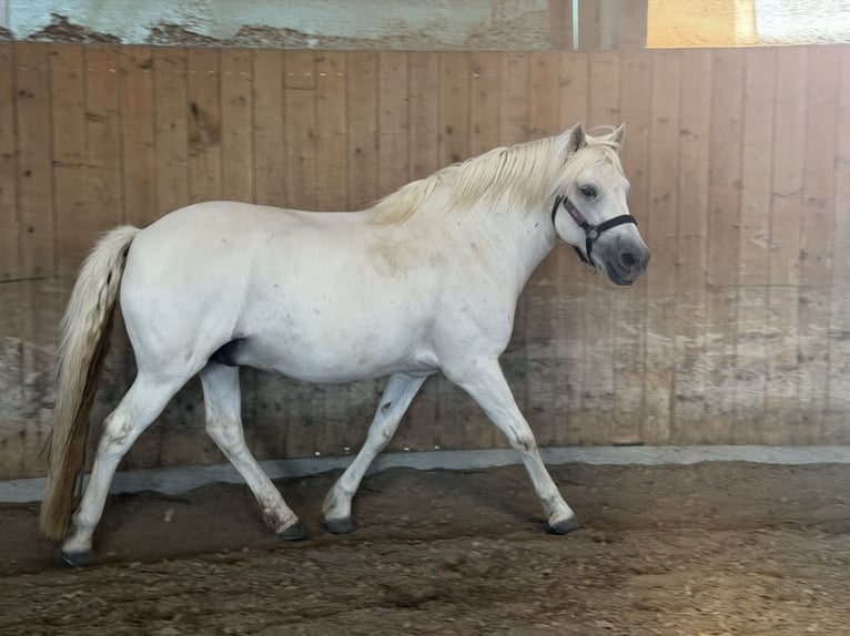 Camargue Wallach 8 Jahre 143 cm Schimmel in Ober-Mörlen