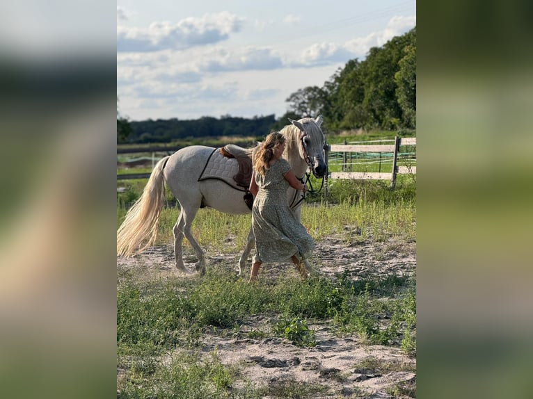Camargue Wallach 8 Jahre 155 cm Apfelschimmel in Waldsee