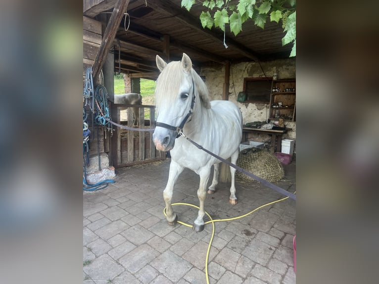 Camargue Wallach 9 Jahre 144 cm Schimmel in Stallhofen