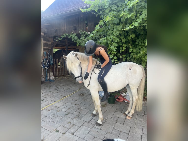 Camargue Wallach 9 Jahre 144 cm Schimmel in Stallhofen