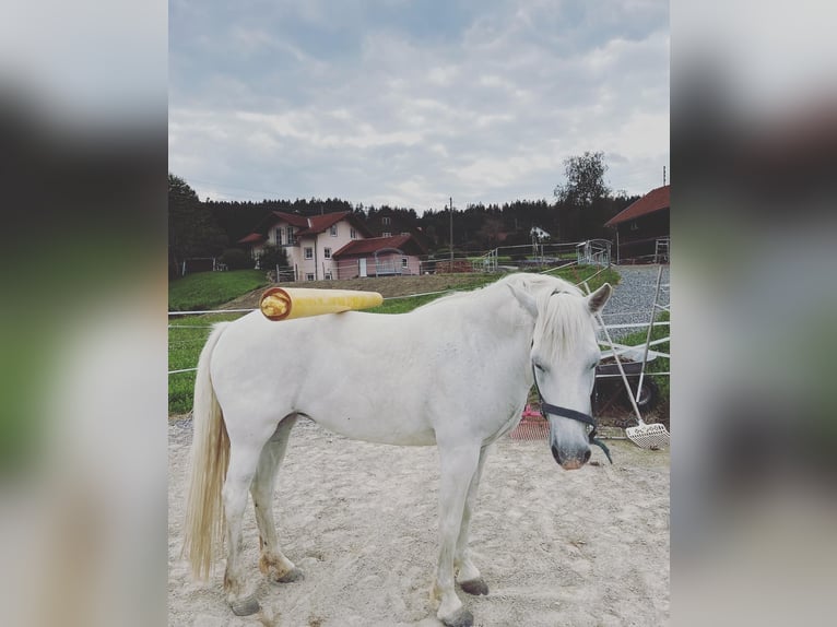 Camarguehästar Sto 12 år 148 cm Vit in Buchenberg