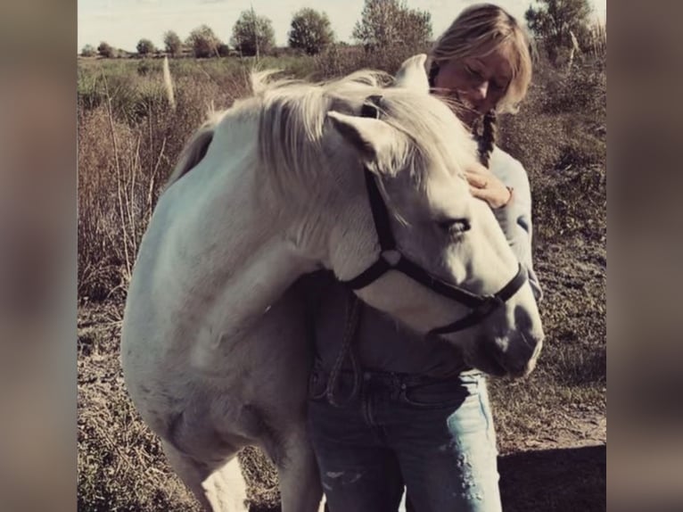 Camarguehästar Sto 12 år 148 cm Vit in Buchenberg