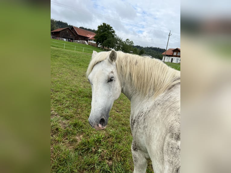 Camarguehästar Sto 12 år 148 cm Vit in Buchenberg