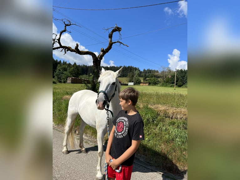 Camarguehästar Sto 12 år 148 cm Vit in Buchenberg