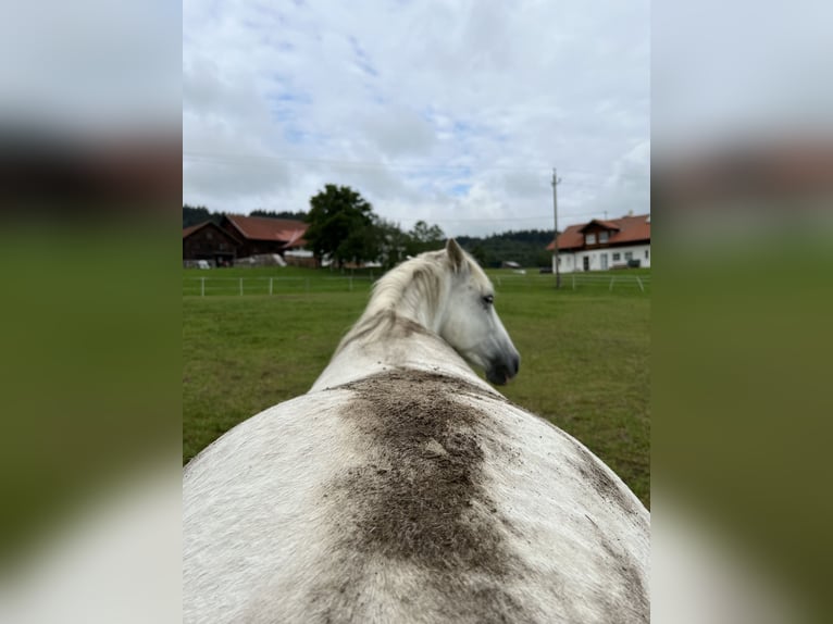 Camarguehästar Sto 12 år 148 cm Vit in Buchenberg