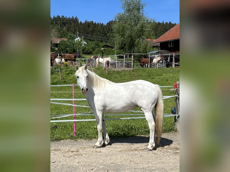 Camarguehästar Sto 12 år 148 cm Vit in Buchenberg