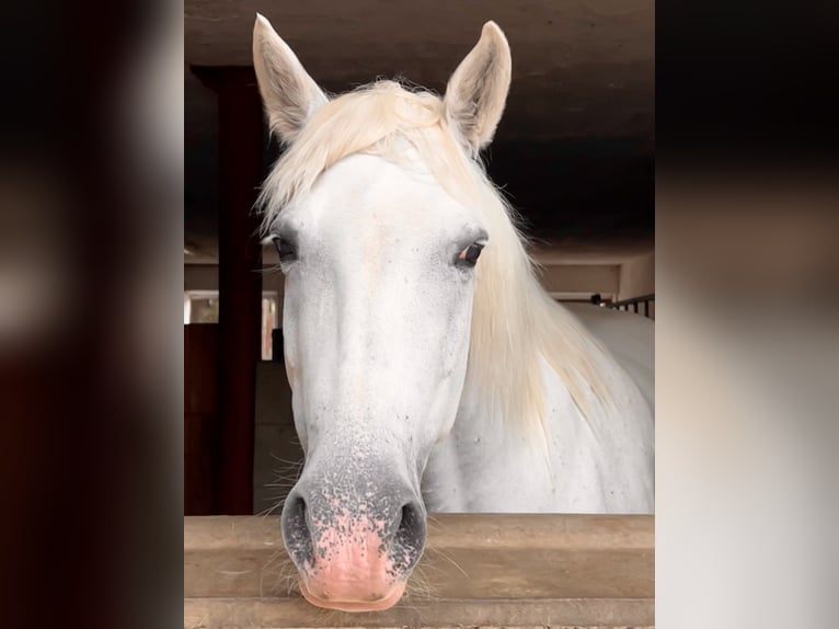 Camarguehästar Sto 12 år 148 cm Vit in Buchenberg