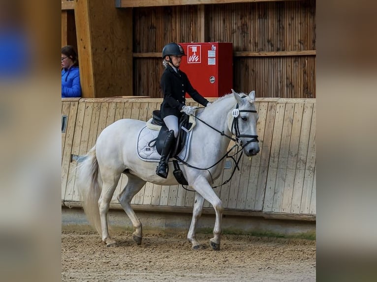 Camarguehästar Sto 7 år 143 cm Vit in Strassen